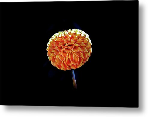 Flower Metal Print featuring the photograph Dahlia by Anamar Pictures