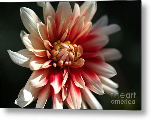 Fire And Ice Metal Print featuring the photograph Dahlia Warmth by Joy Watson