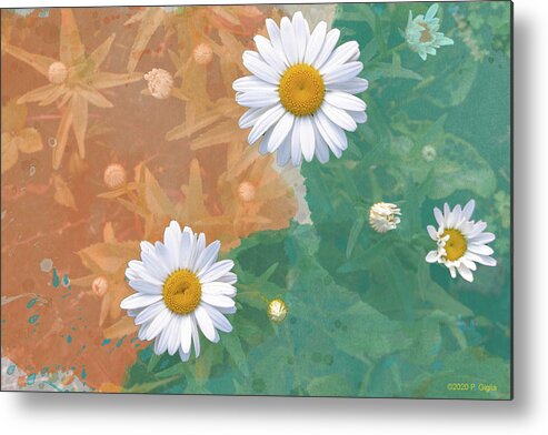 Daisy Metal Print featuring the photograph Daisies Burst of Color by Paul Giglia