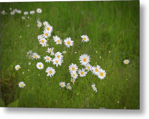 Daisy Metal Print featuring the photograph Daisies by Loyd Towe Photography