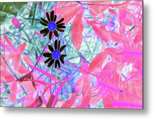 Plants Metal Print featuring the photograph Hippie Daisies by Missy Joy