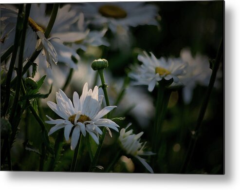 Plants Metal Print featuring the photograph Daisy Bud by Buddy Scott
