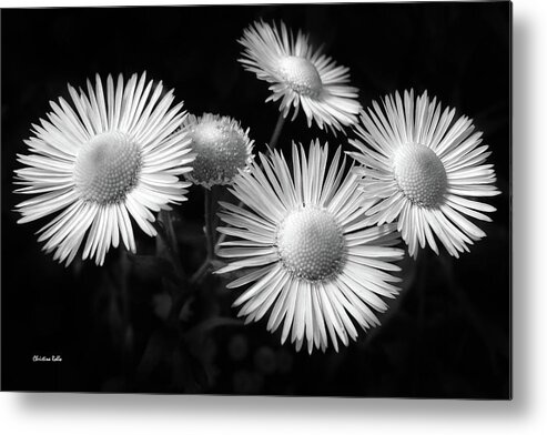 Black And White Metal Print featuring the photograph Daisy Flowers Black and White by Christina Rollo