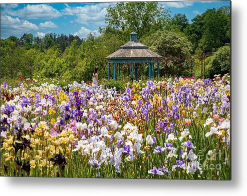Rbg Metal Print featuring the photograph Dance of the Irises by Marilyn Cornwell