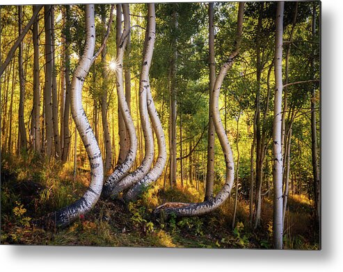 Dancing Aspen Trees Metal Print featuring the photograph Dancing Aspen Trees in Colorado by James Udall