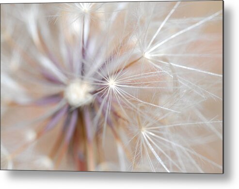 Nature Metal Print featuring the photograph Dandelion 2 by Amy Fose
