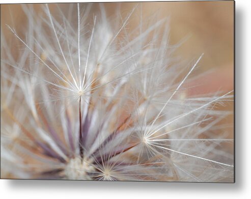 Nature Metal Print featuring the photograph Dandelion 3 by Amy Fose
