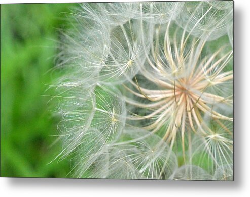 Nature Metal Print featuring the photograph Dandelion 5 by Amy Fose