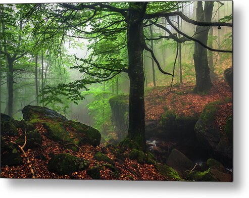 Fog Metal Print featuring the photograph Dark Forest by Evgeni Dinev
