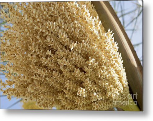Date Palm Metal Print featuring the photograph Date palm blossoms and sunlight in spring by Adriana Mueller