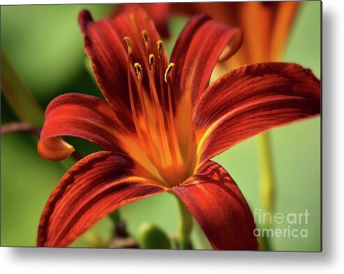 Flower Metal Print featuring the photograph Daylily - Blazing Red - Close up by Yvonne Johnstone