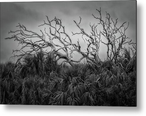 B&w Metal Print featuring the photograph Dead Trees and Palmettos by Mike Schaffner