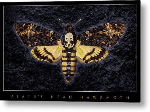 Death's-head Hawkmoth Metal Print featuring the photograph Deaths Head Hawk Moth Framed Version by Weston Westmoreland