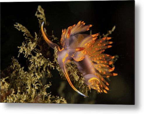 Sterns' Aeolid In Channel Islands National Park Metal Print featuring the photograph Deep Reef Color by Douglas Klug by California Coastal Commission