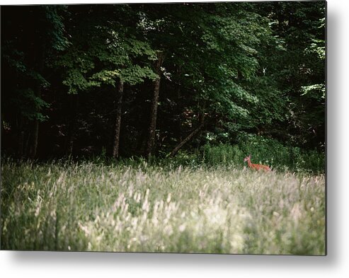 Photography Metal Print featuring the photograph Deer in the Grass by Evan Foster