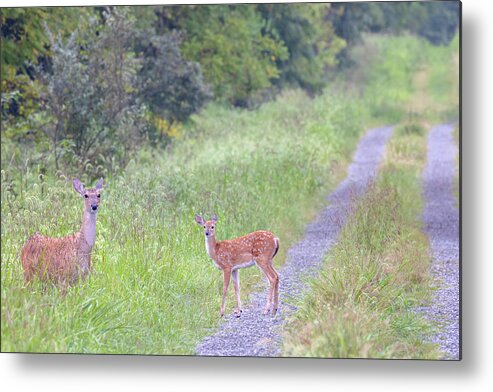 Whitetail Deer Metal Print featuring the photograph Deer on a Country Lane by Susan Rissi Tregoning