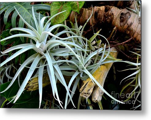 Air Plants On A Log Photograph Metal Print featuring the photograph Delicate Air Plants by Expressions By Stephanie