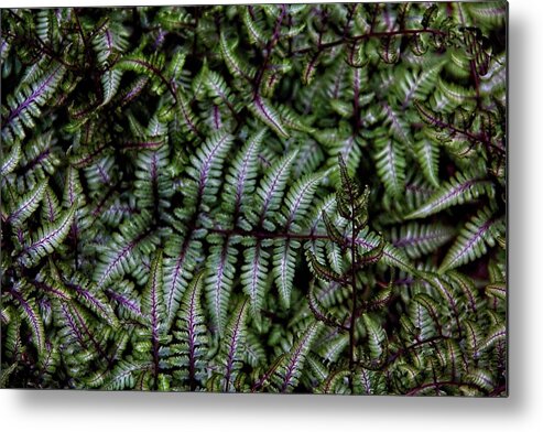 Ferns Metal Print featuring the photograph Delightful Ferns by Allen Nice-Webb