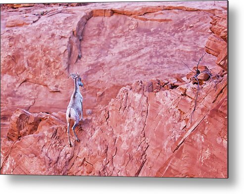 Nature Metal Print featuring the photograph Desert Bighorn Sheep at Valley of Fire by Tatiana Travelways