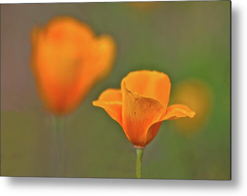 Poppies Metal Print featuring the photograph Desert Poppies by Bob Falcone