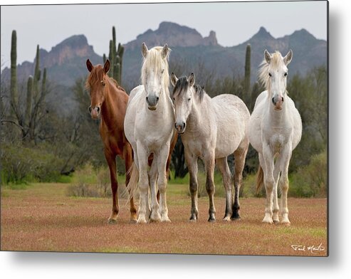 Stallion Metal Print featuring the photograph Desert Pose. by Paul Martin