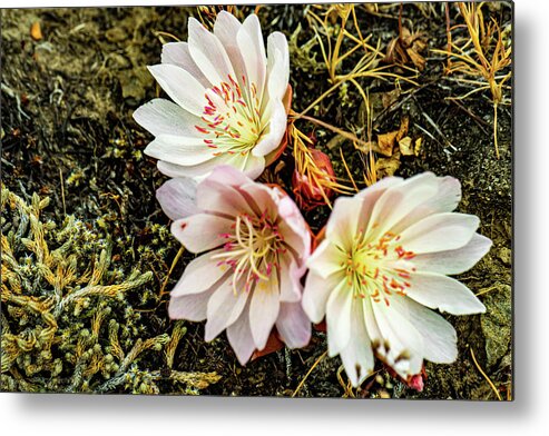 Flower Metal Print featuring the photograph Desert Rose by Leslie Struxness