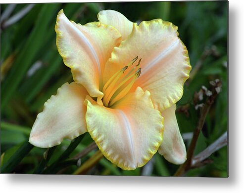 Daylily Metal Print featuring the photograph Desirable Daylily. by Terence Davis