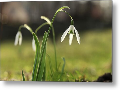 Misty Metal Print featuring the photograph Detail on Galanthus in morning times after long winter days. First spring flower on the garden. Galanthus nivalis grow up with amazing white bloom. Wonderful show. Concept of spring flowers by Vaclav Sonnek