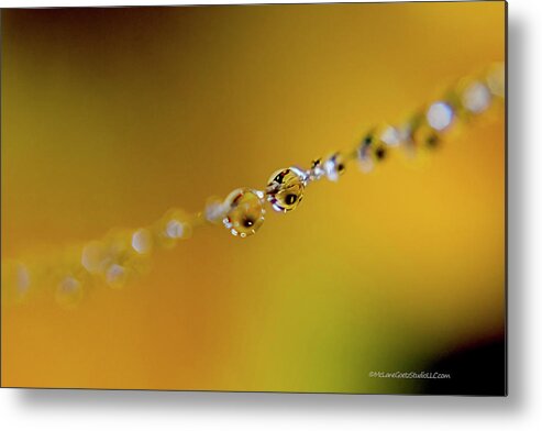 Rose Metal Print featuring the photograph Dew Drop In V by LeeAnn McLaneGoetz McLaneGoetzStudioLLCcom