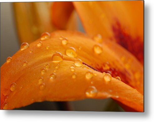 Lily Metal Print featuring the photograph Dewy Orange Lily Petal by Amy Fose
