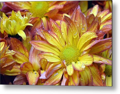 Daisy Metal Print featuring the photograph Dewy Pink and Yellow Daisies 2 by Amy Fose