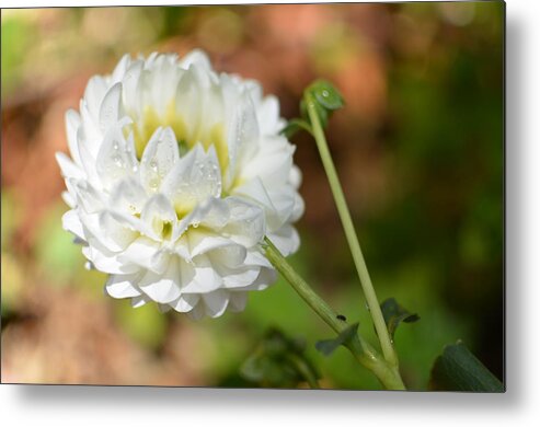 Dahlia Metal Print featuring the photograph Dewy White Dahlia by Amy Fose