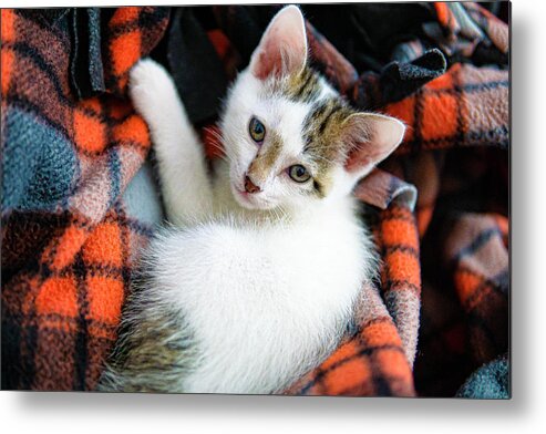 Dexter Kitten White Red Plaid Adorable Blanket Relaxed Cute Metal Print featuring the photograph Dexter - Our New Adorable Kitten by David Morehead