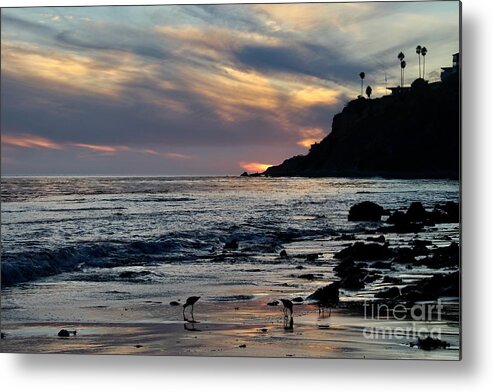Birds Metal Print featuring the photograph Dinner Time on the Shore by Katherine Erickson