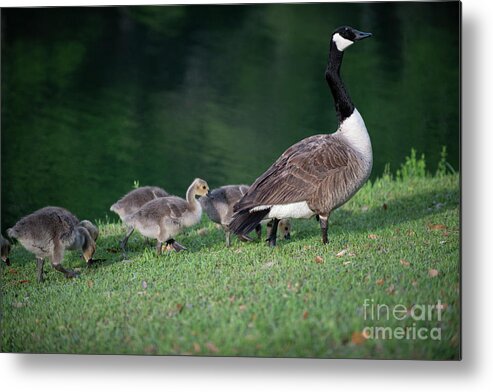 Goose Metal Print featuring the photograph Dinner Time - Furry Babies by Dale Powell