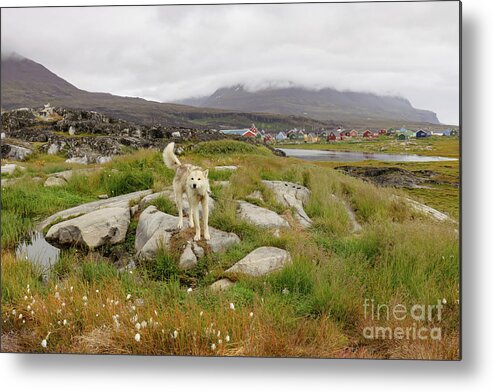 Landscape Metal Print featuring the photograph Disko Island Nature by Eva Lechner