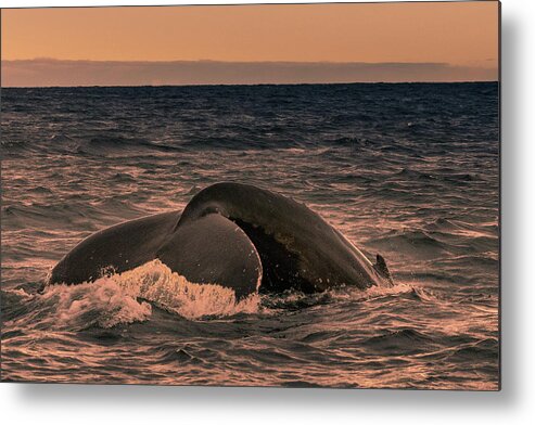 Humpback Whales Metal Print featuring the photograph Diving Humpback Whale by Adrian O Brien