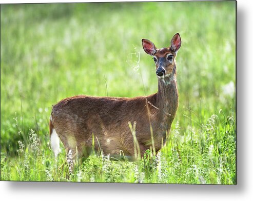Doe Metal Print featuring the photograph Doe eyed - Whitetail deer on a meadow by Rehna George
