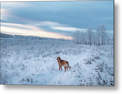 Dog Metal Print featuring the photograph Dog in an Alberta winter pasture by Karen Rispin