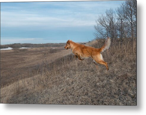 Leap Metal Print featuring the photograph Dog Leaping Down A Hill by Karen Rispin