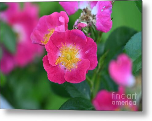 Rose Metal Print featuring the photograph Dog Rose by Laura Honaker