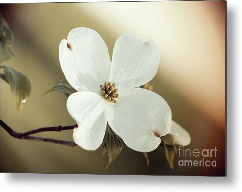 Dogwood; Dogwood Blossom; Blossom; Flower; Vintage; Macro; Close Up; Petals; Green; White; Calm; Horizontal; Leaves; Tree; Branches Metal Print featuring the photograph Dogwood in Autumn Hues by Tina Uihlein