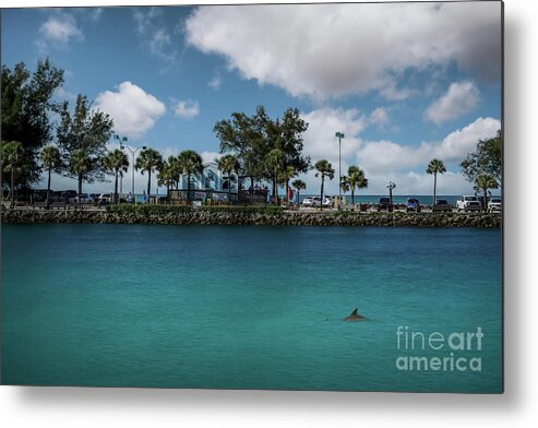 Anna Maria Island Metal Print featuring the photograph Dolphins at the South Jetty, Venice, Florida by Liesl Walsh