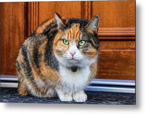 Domestic angry cat sitting in front of entry door. Kitten is pissed off.  Colourful Felis catus waiting on open door. Angry cat face. Green eye. Cat
