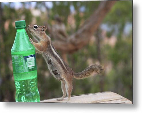 Squirrel Metal Print featuring the photograph Don't Feed the Wildlife by Bonny Puckett