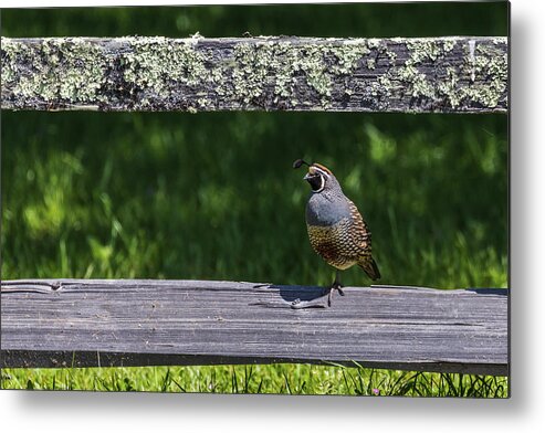 Bird Metal Print featuring the photograph Don't Fence Me In by Laura Roberts