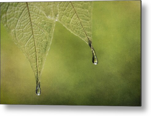 Leaves Metal Print featuring the photograph Double Drip by Maggie Terlecki
