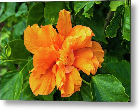 Hibiscus Metal Print featuring the photograph Double Orange Hibiscus Flower by Blair Damson