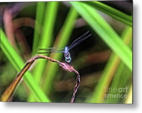 Dragonfly Metal Print featuring the photograph Dragonfly in Central Park #34 by Patricia Youngquist
