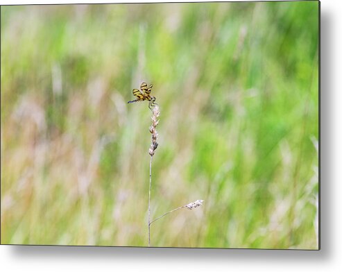 Nature Metal Print featuring the photograph Dragonfly in the Field by Amelia Pearn